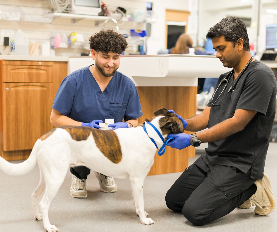 brown and white dog being examined