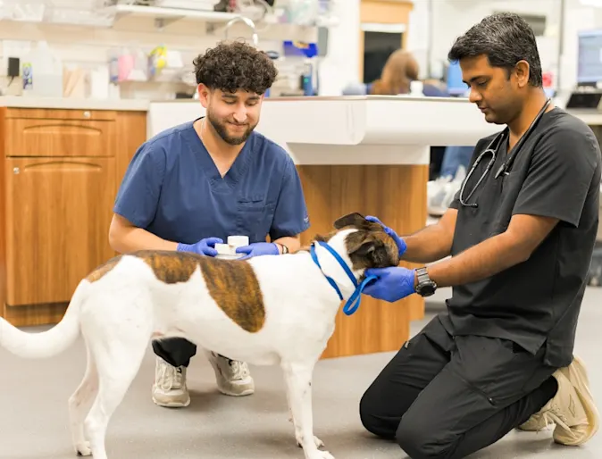 brown and white dog being examined brown and white dog being examined