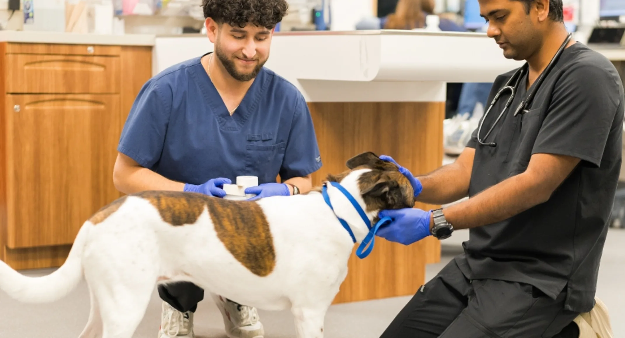 brown and white dog being examined brown and white dog being examined