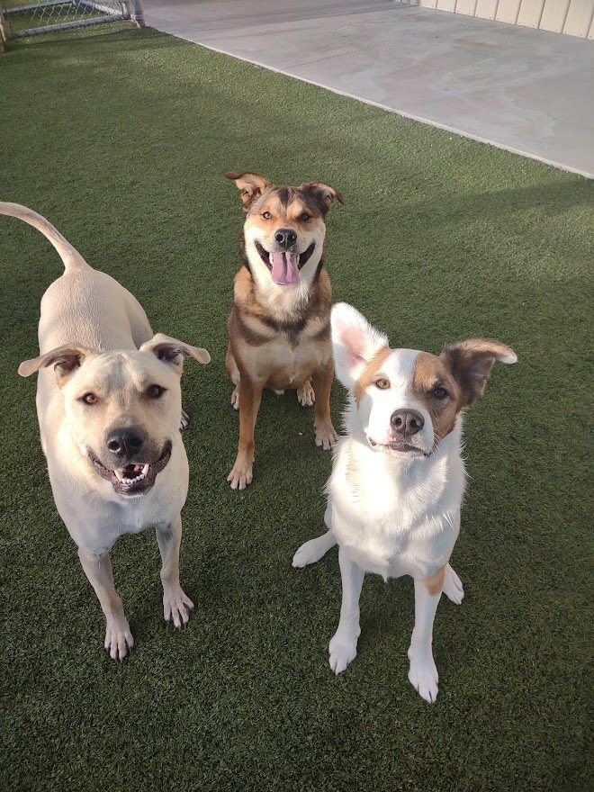 3 Dogs Playing Together on the Grass
