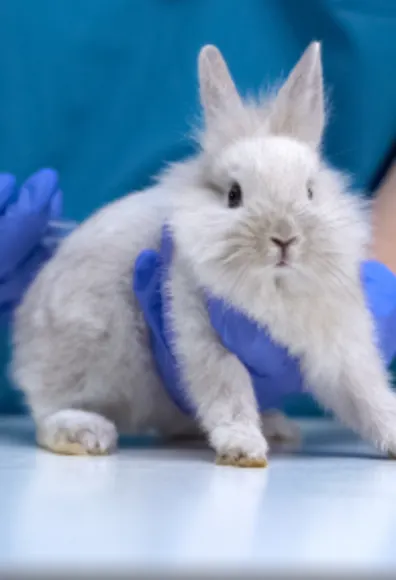 Rabbit Getting Vaccinated