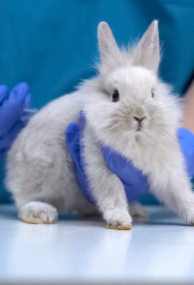 Rabbit Getting Vaccinated