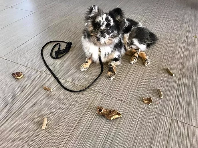 Dog waiting in front of treats