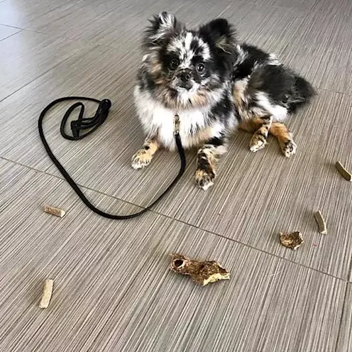 Dog waiting in front of treats Dog waiting in front of treats