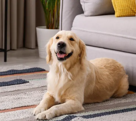 Dog smiling on rug