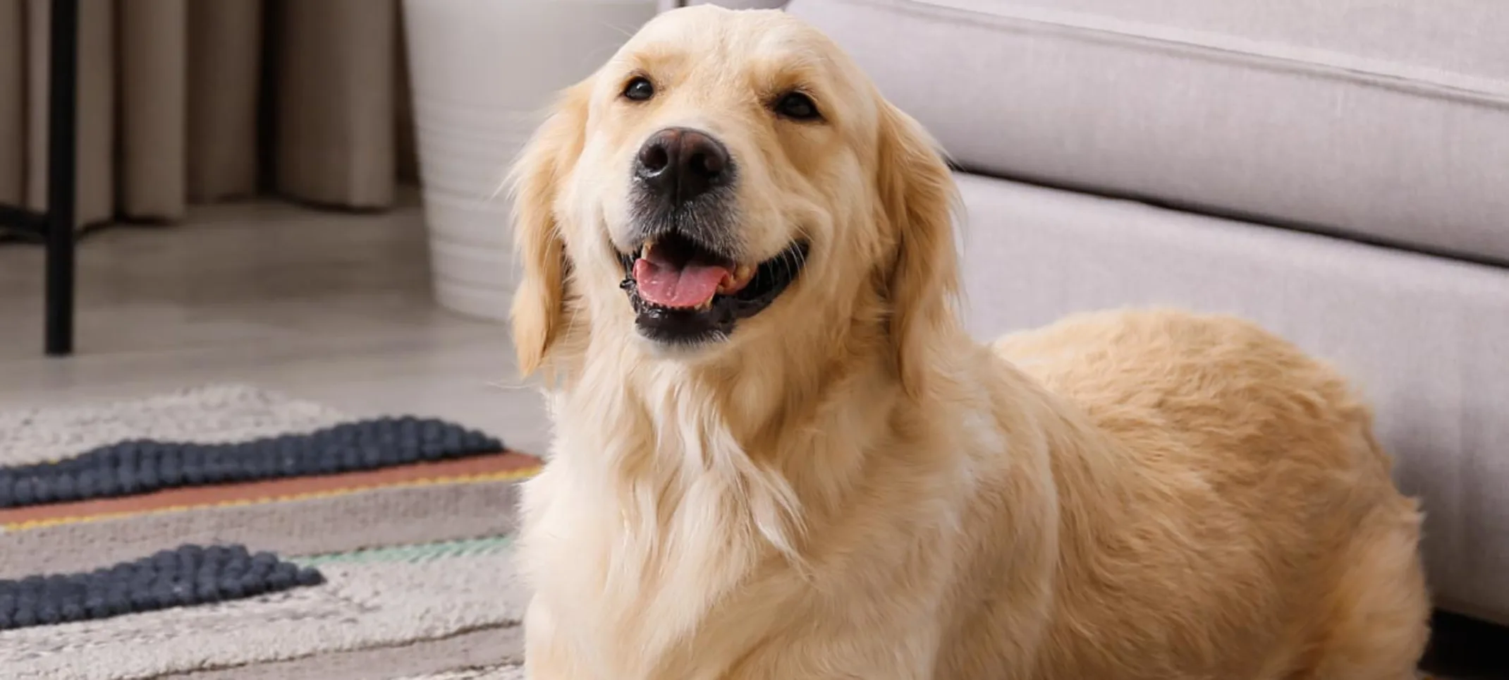 Dog smiling on rug Dog smiling on rug