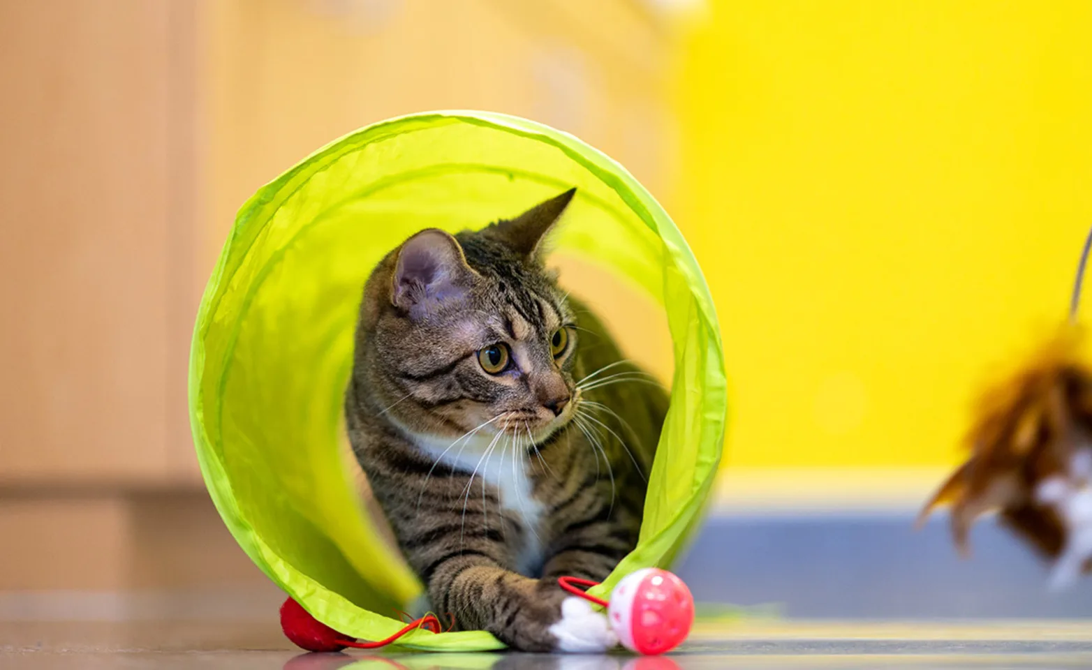 Cat in tunnel tube with red ball