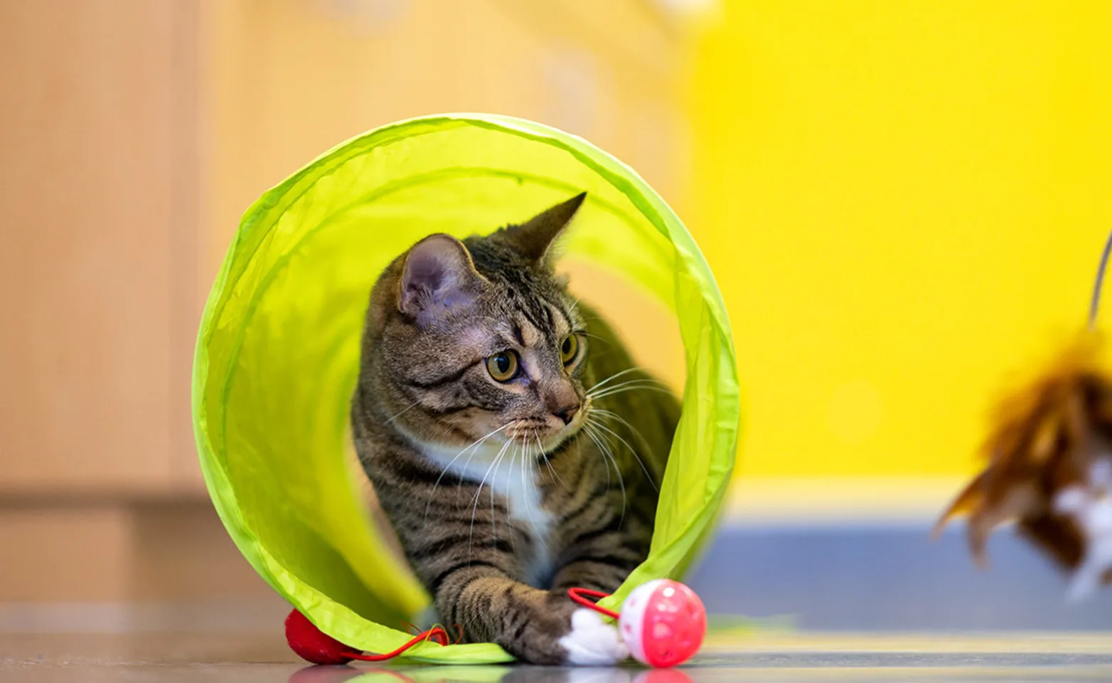 Cat in tunnel tube with red ball