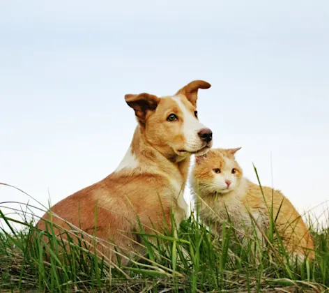 Dog and Cat sitting together on green grass with blue sky above them