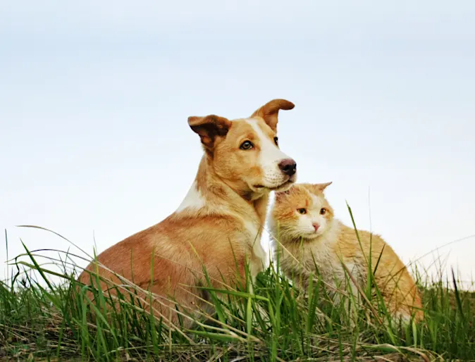 Dog and Cat sitting together on green grass with blue sky above them