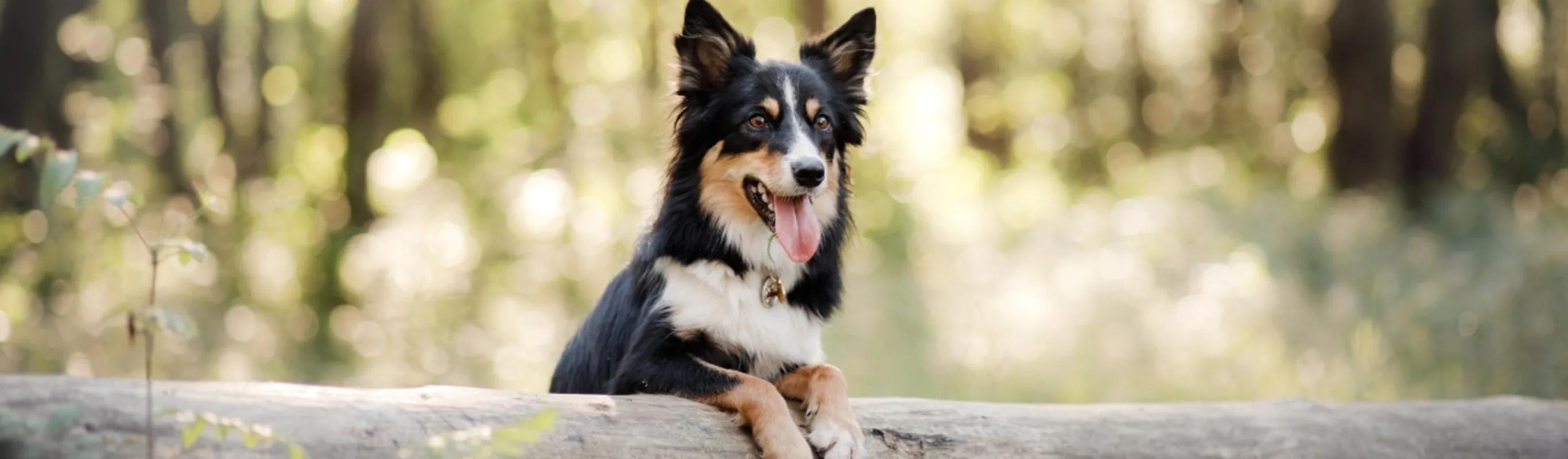 Border collie in an evergreen forest