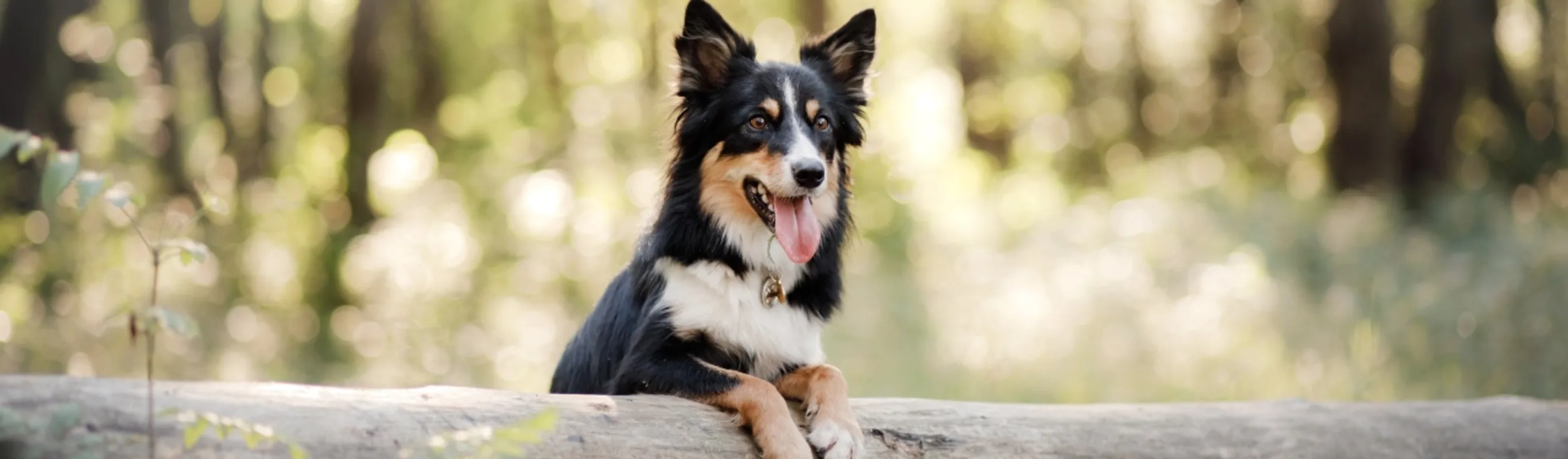 Border collie in an evergreen forest Border collie in an evergreen forest