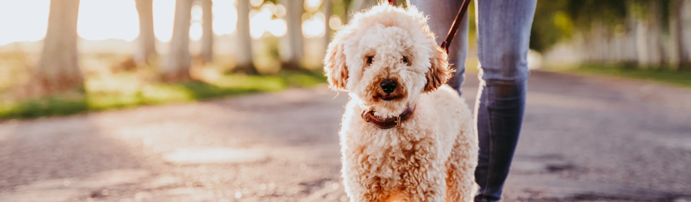 White curly haired dog with owner on road White curly haired dog with owner on road