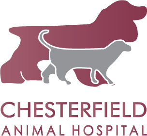 Family Veterinarian in Chesterfield, IN | Chesterfield Animal Hospital