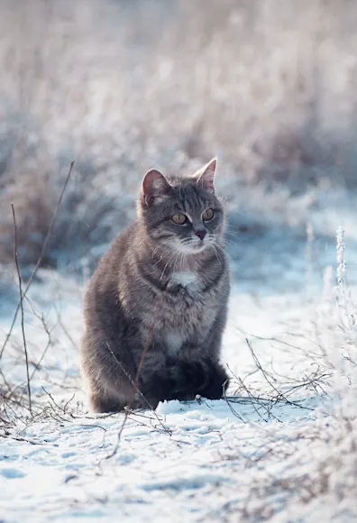Cat in the snow Cat in the snow