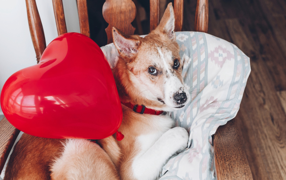  Dog Looking at Camera with Red Heart Balloon