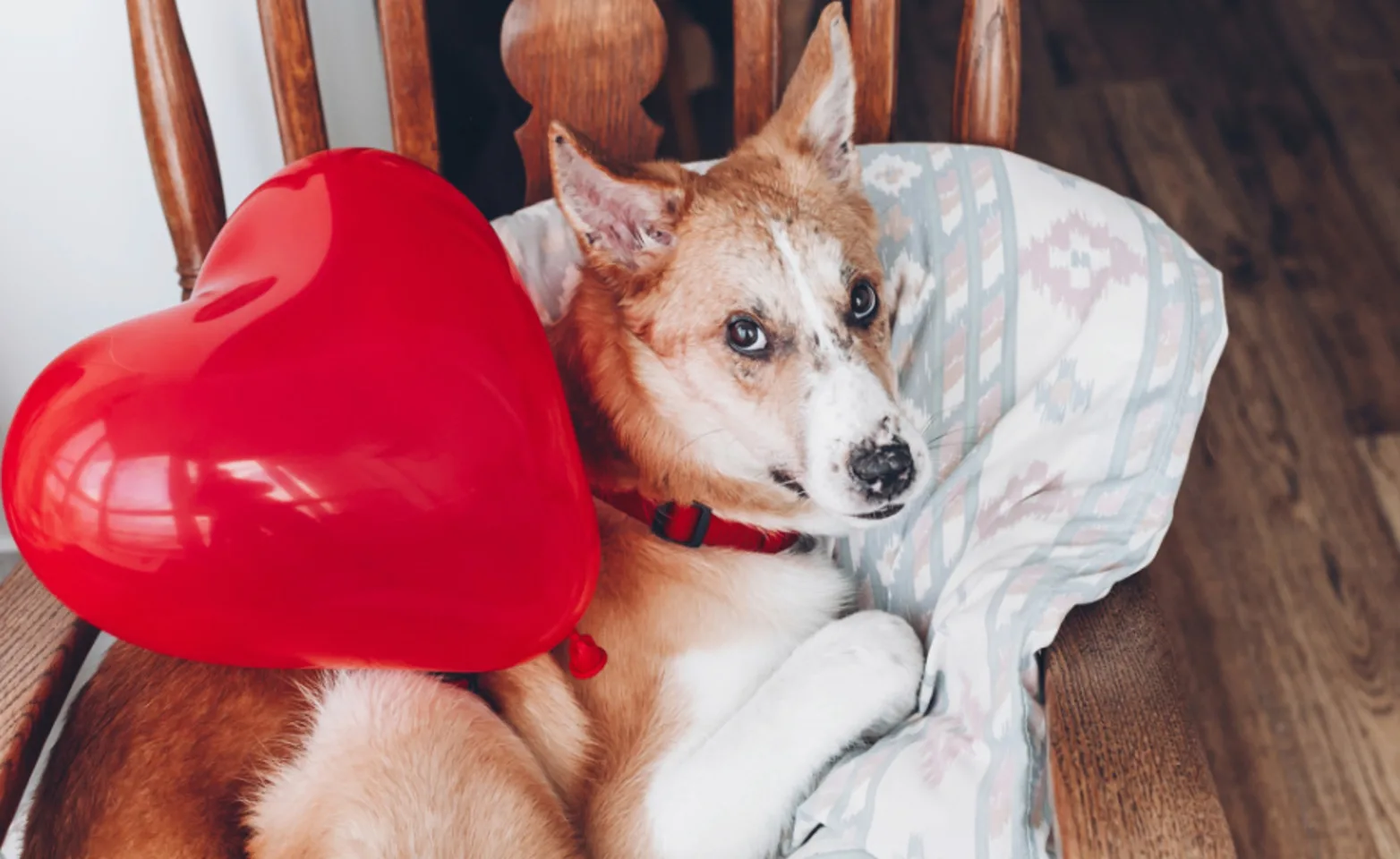 Dog Looking at Camera with Red Heart Balloon Dog Looking at Camera with Red Heart Balloon