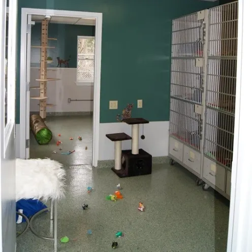 Bay Pines Veterinary Clinic Cat Area