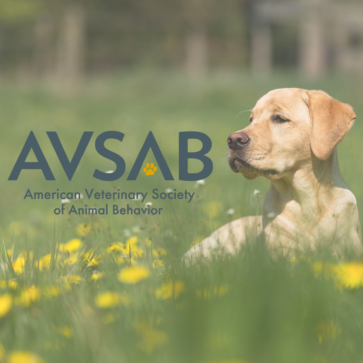 American Veterinary Society Of Animal Behavior (AVSAB) | Appalachian ...