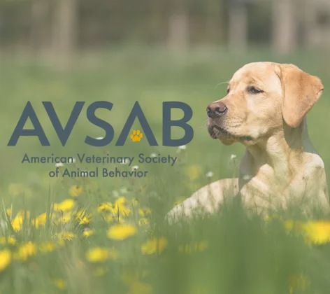 American Veterinary Society Of Animal Behavior (AVSAB) American Veterinary Society Of Animal Behavior (AVSAB)