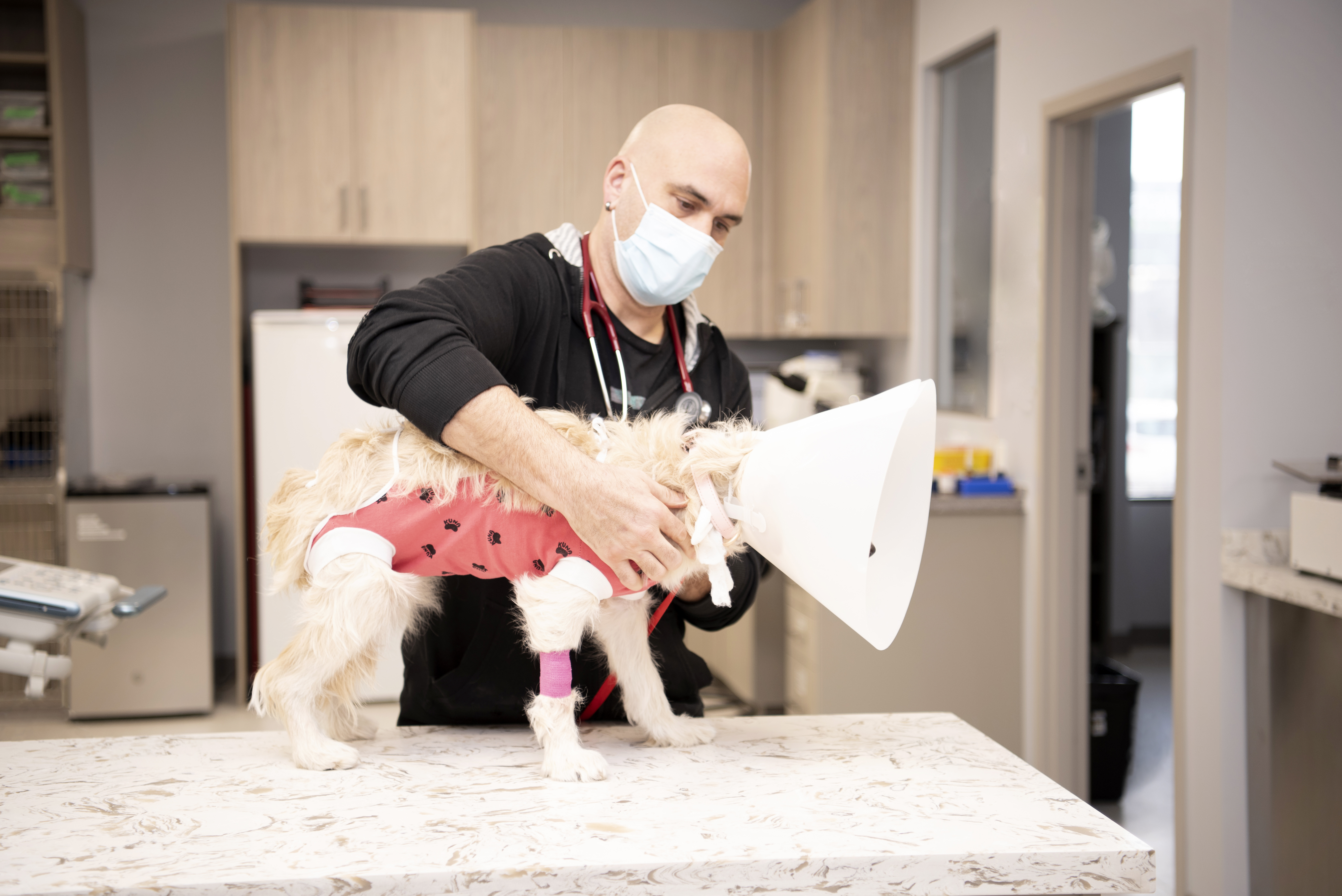 Staff putting cone on dog