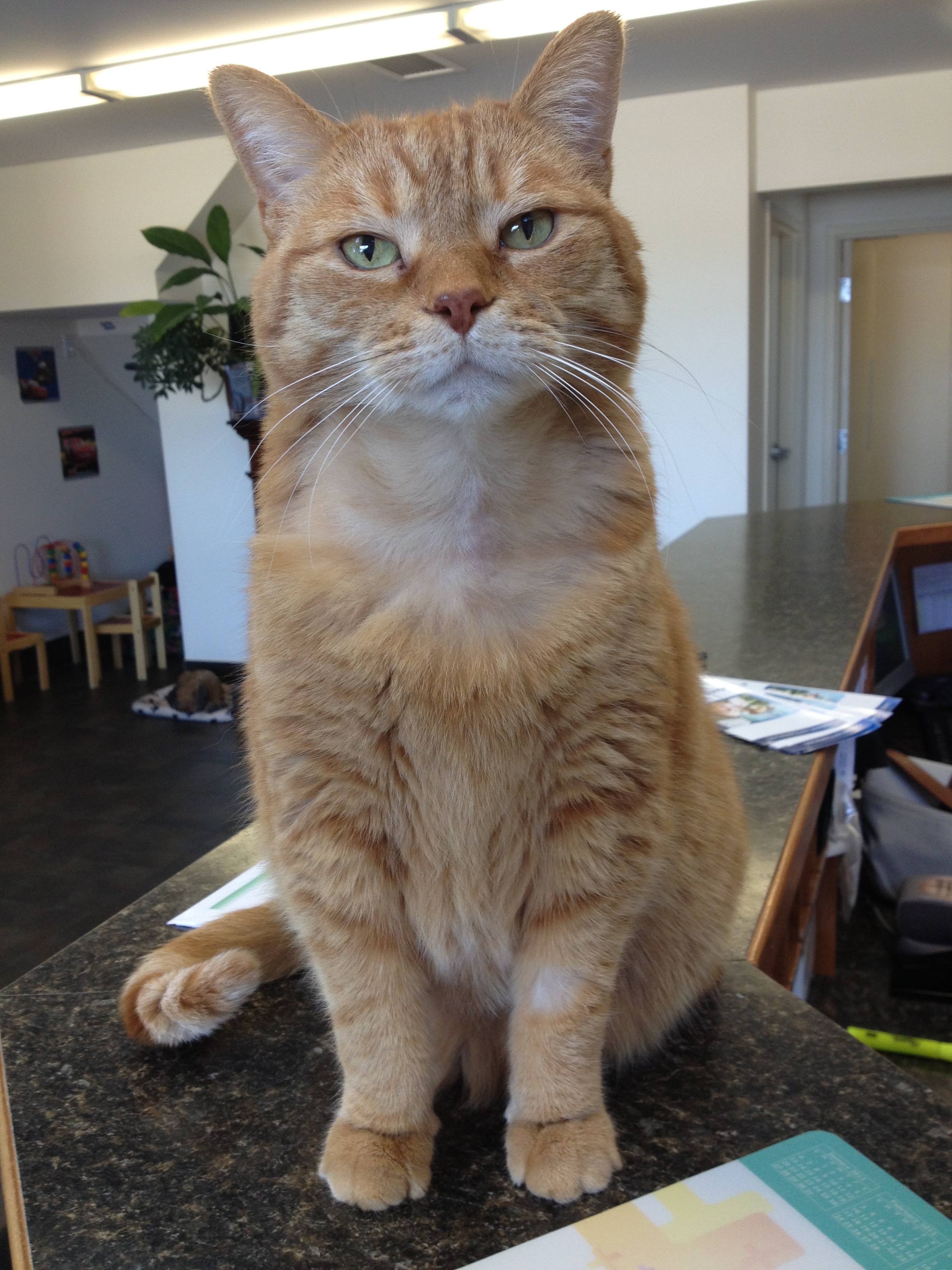 Cat on desk in the lobby reception