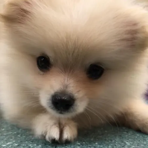 First visit fluffiness of a dog First visit fluffiness of a dog
