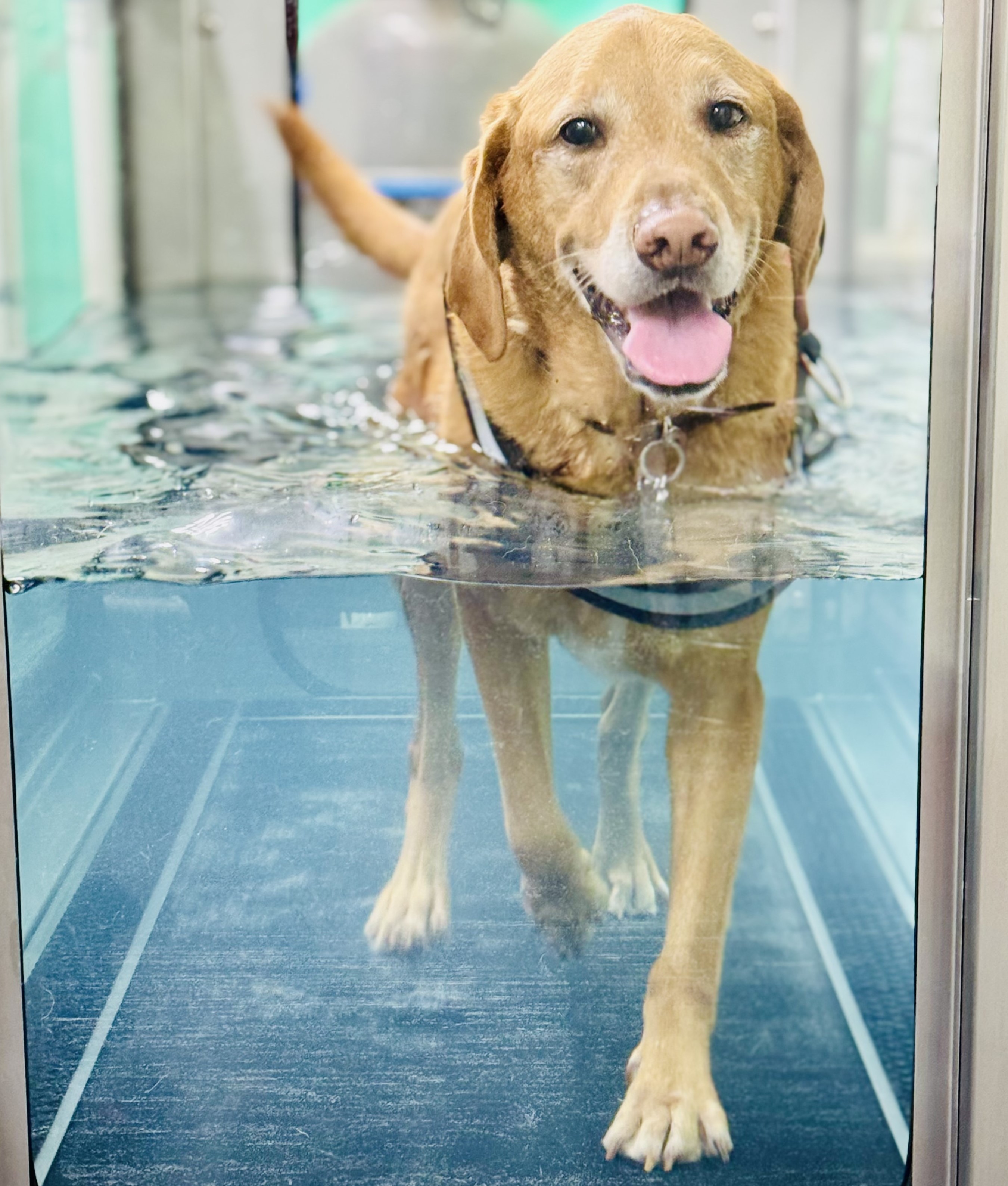 Front View of Labrador on Water Treadmill
