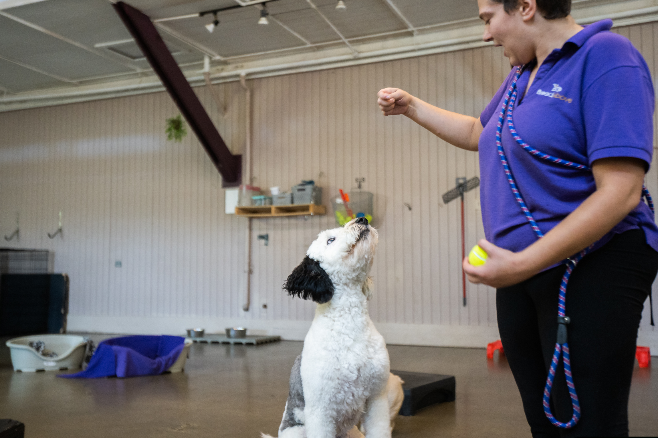 Breed Above Obedience Training