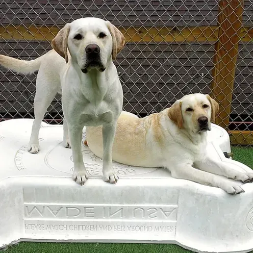 Two dogs on a bone shaped platform 