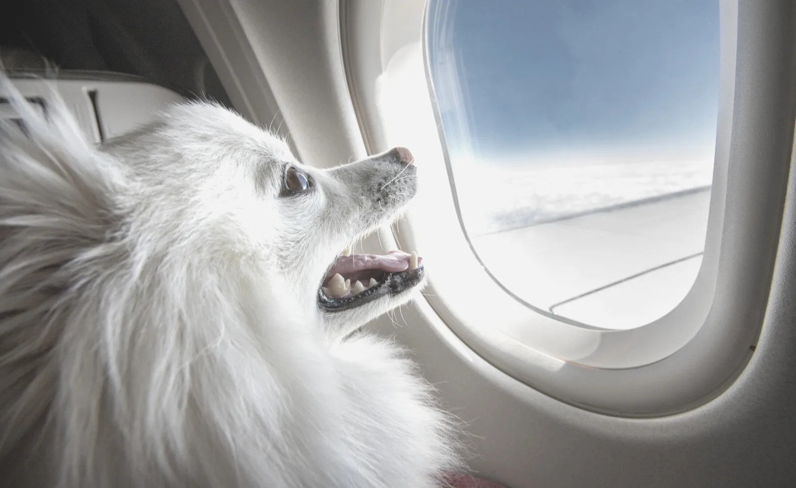 Long-haired dog in plane looking out the window.