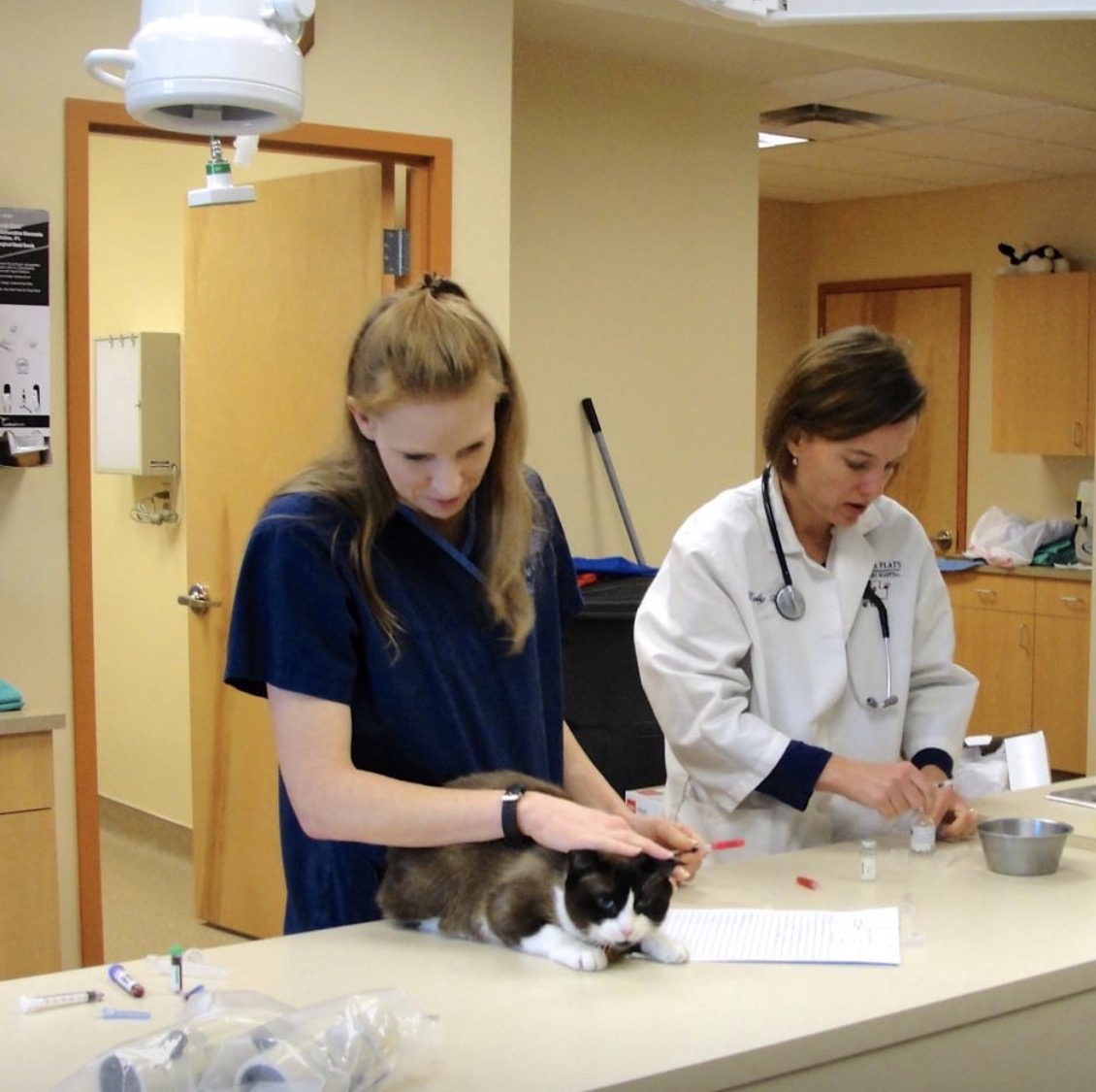Veterinarian and Veterinary Technician assessing a cat