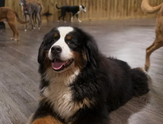 Dog laying down at Doguroo Dog laying down at Doguroo