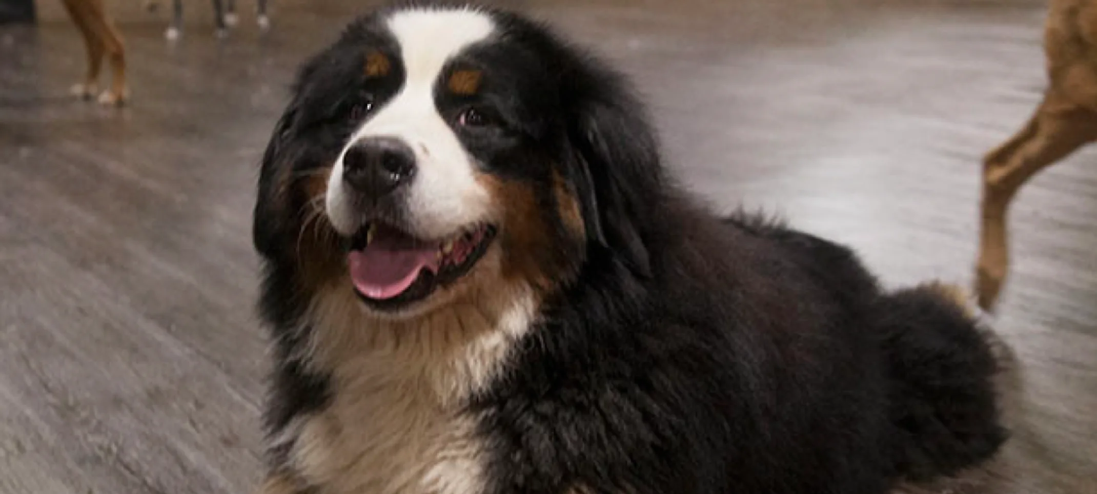 Dog laying down at Doguroo Dog laying down at Doguroo