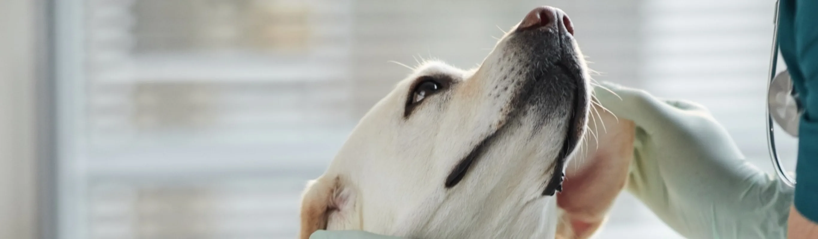 Vet petting a golden lab. Vet petting a golden lab.
