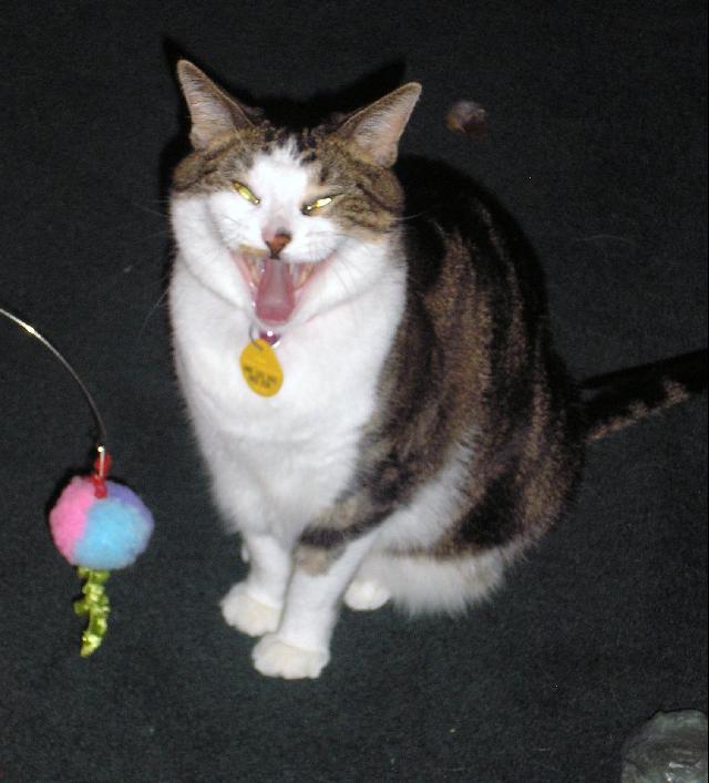 Once in a while Minnie likes to be "Psycho Cat".