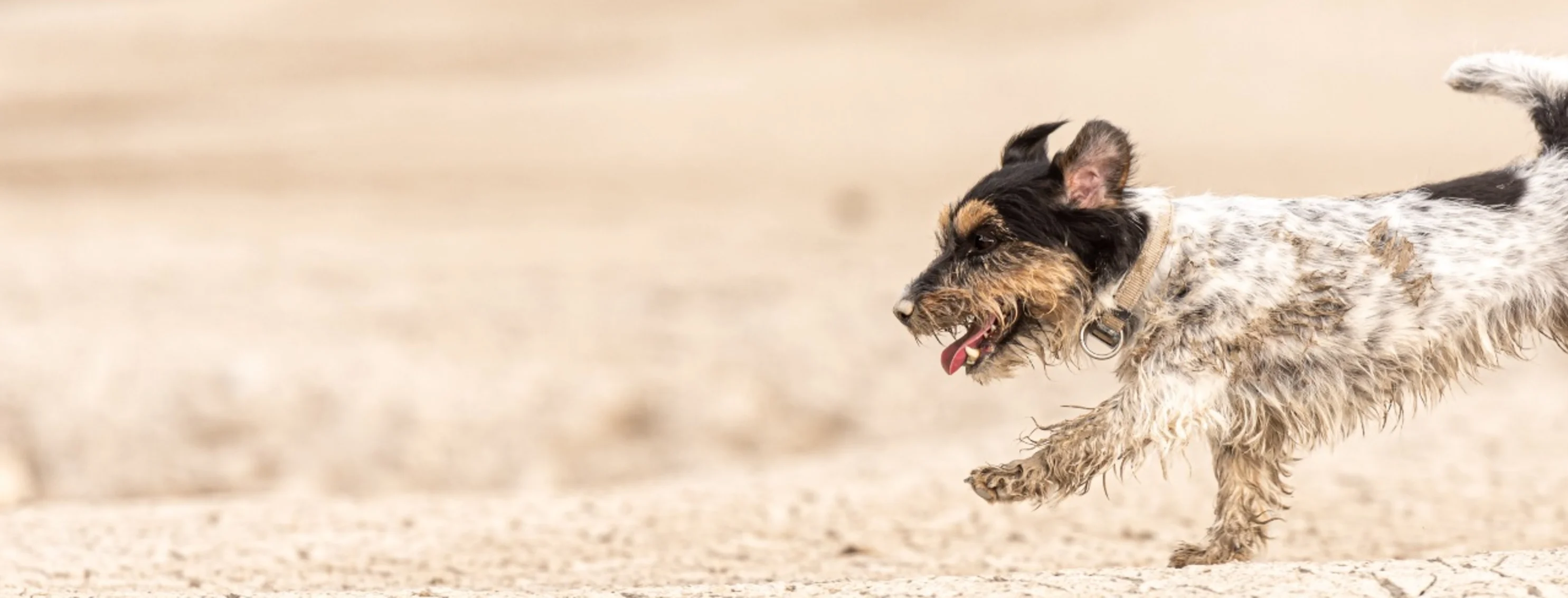 Small dog running through the desert sand on the right
