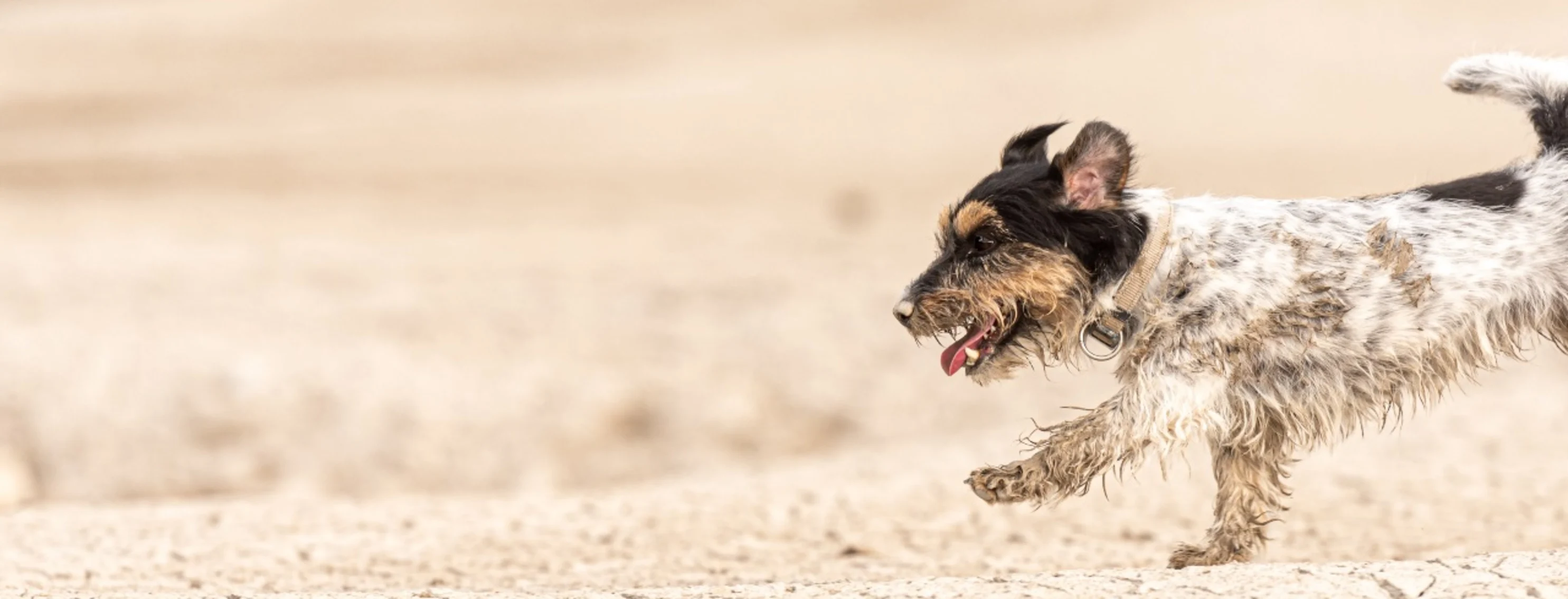Small dog running through the desert sand on the right Small dog running through the desert sand on the right