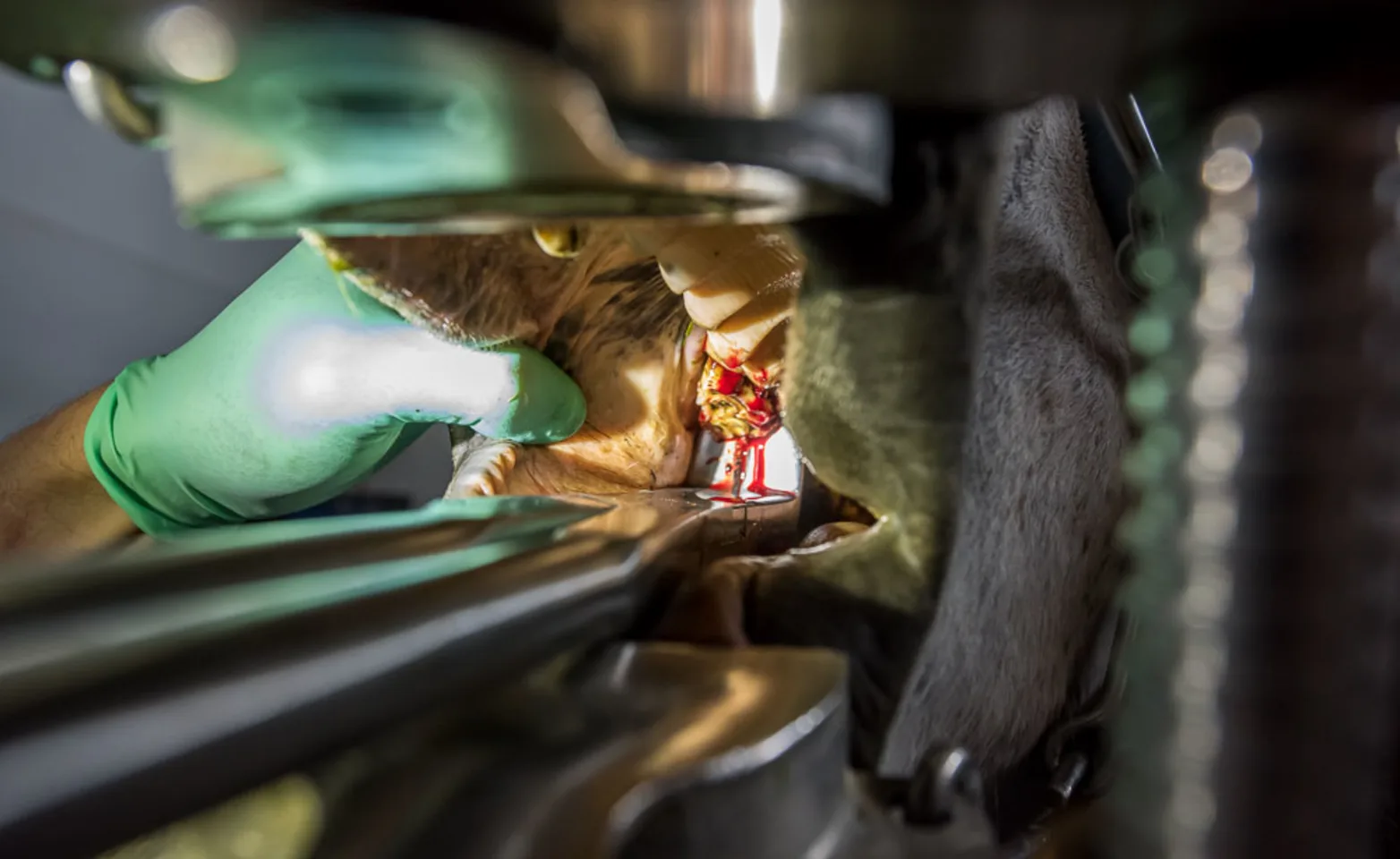 Closeup dental Closeup dental