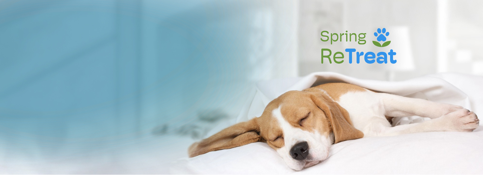 Dog Sleeping with blanket