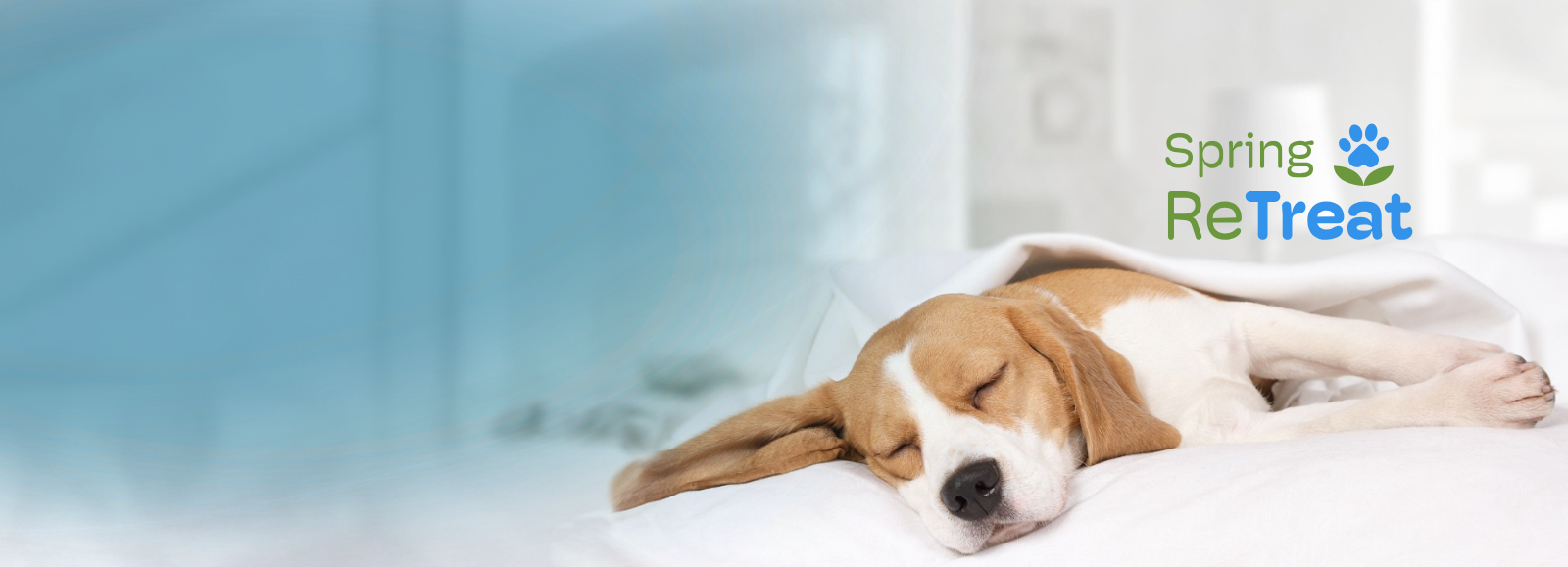 Dog Sleeping with blanket