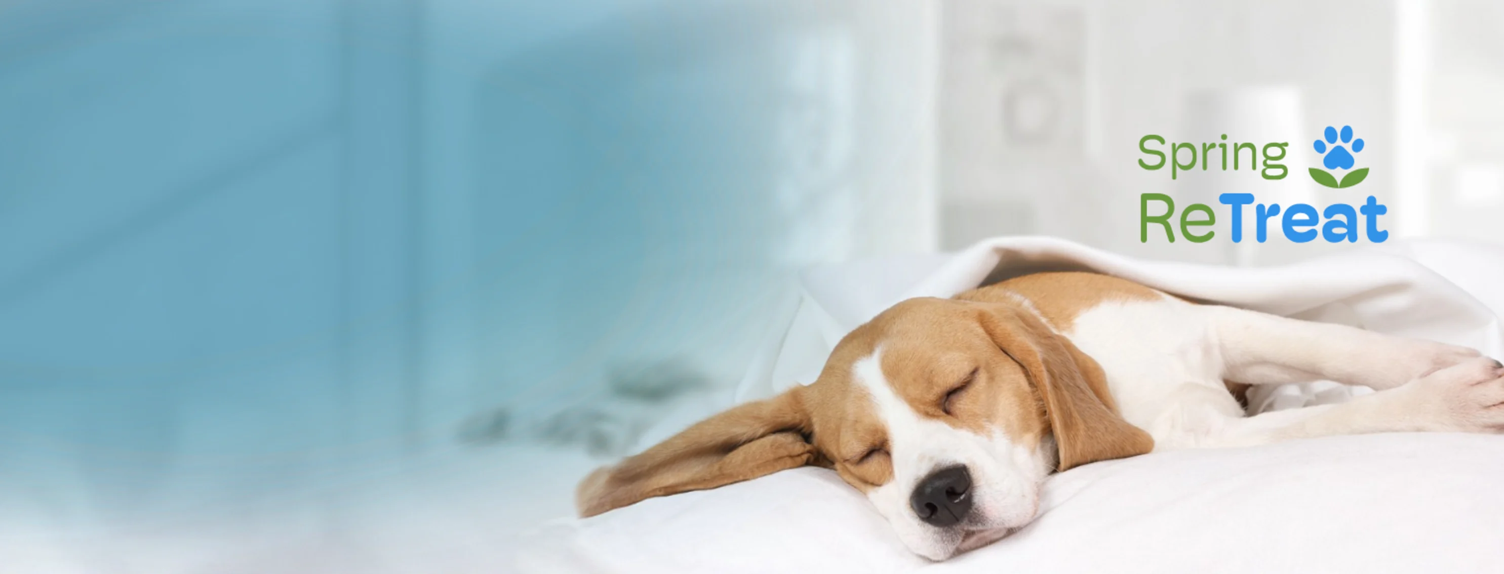 Dog Sleeping with blanket Dog Sleeping with blanket