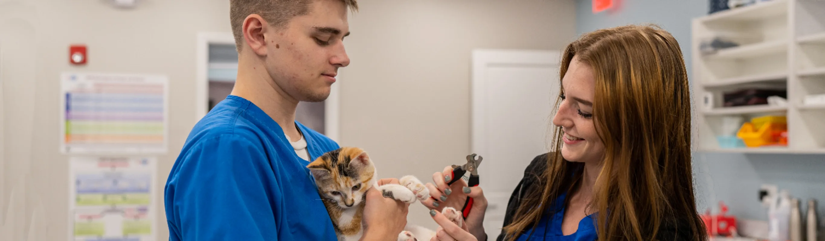 Trimming kittens nails