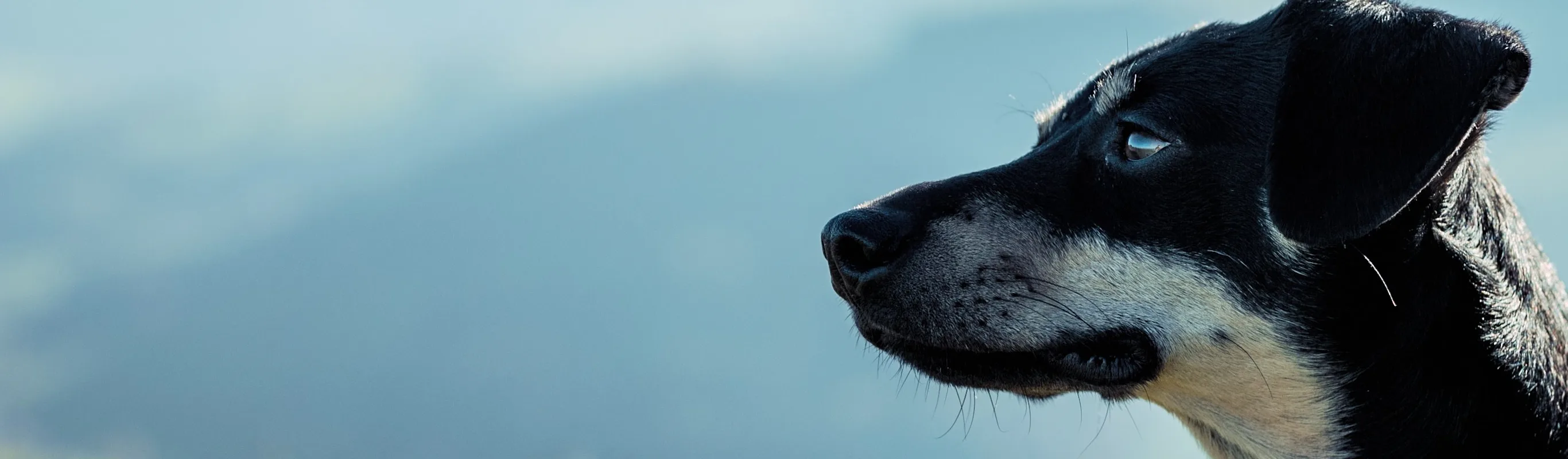 Dog looking left Dog looking left