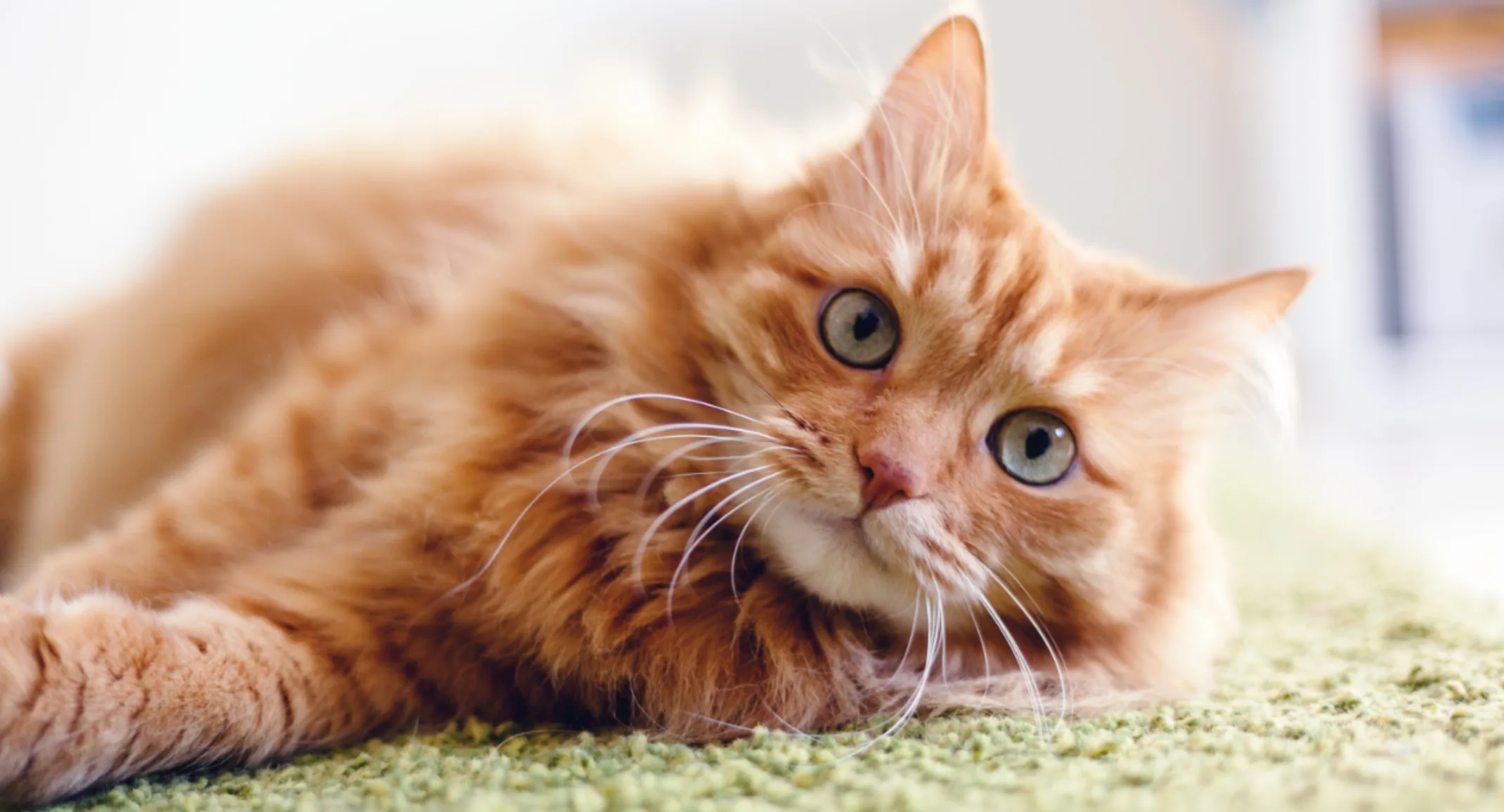 Orange Cat Lying on Green Rug Looking at Camera Orange Cat Lying on Green Rug Looking at Camera