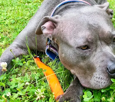 Dog on a leash laying in the grass Dog on a leash laying in the grass