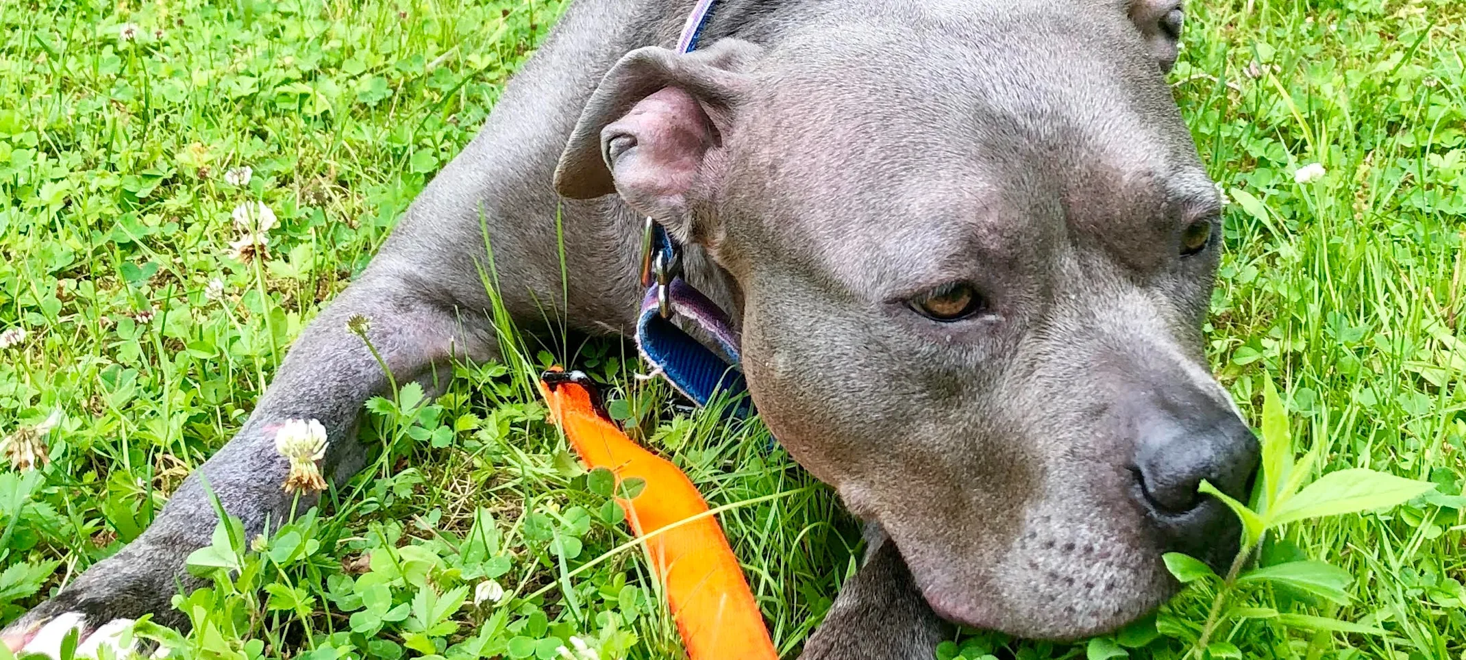 Dog on a leash laying in the grass Dog on a leash laying in the grass