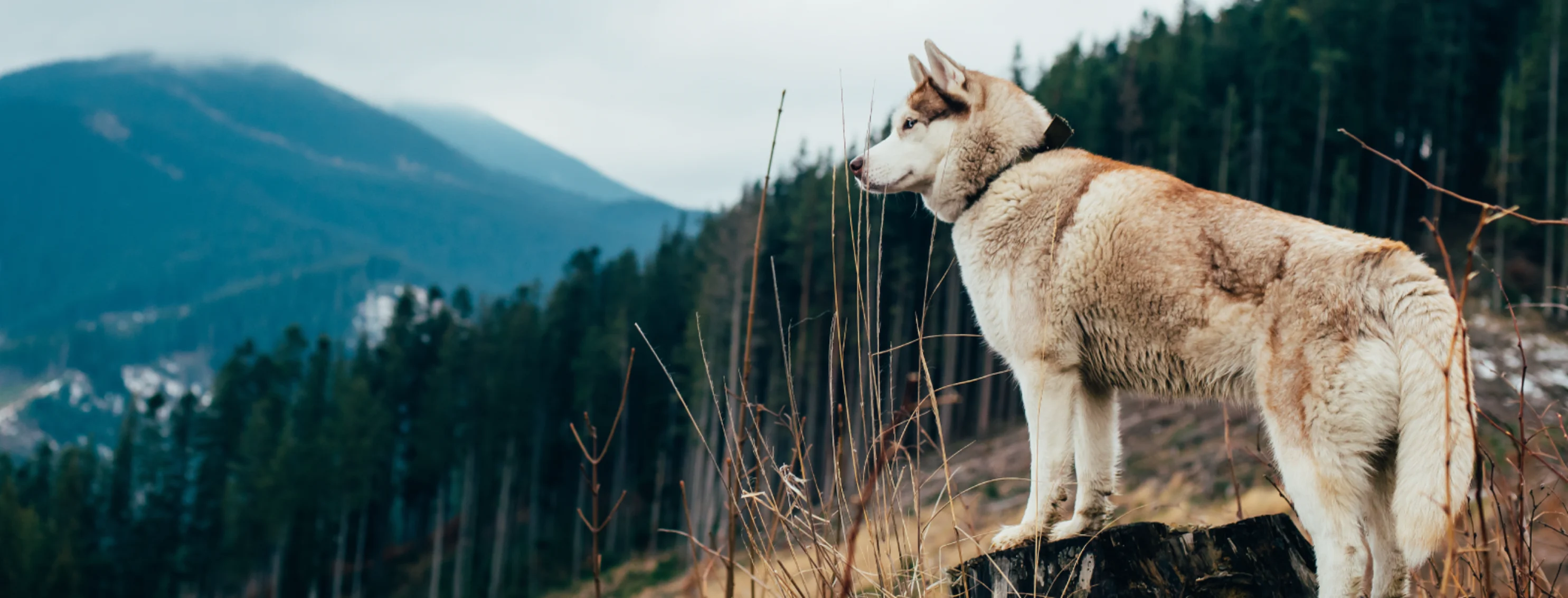 DOG ON MOUNTAIN LOOKING OFF INTO TREES