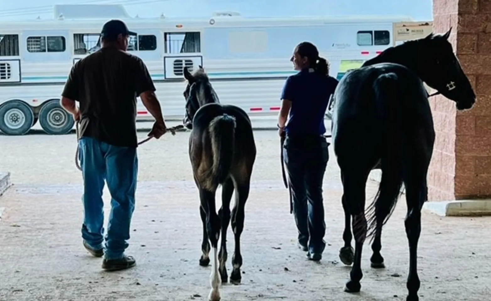 Two horses by trailer at Pine Ridge