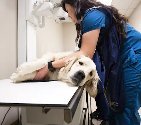 Dog on table being examined by xray with the assistance of technician Dog on table being examined by xray with the assistance of technician